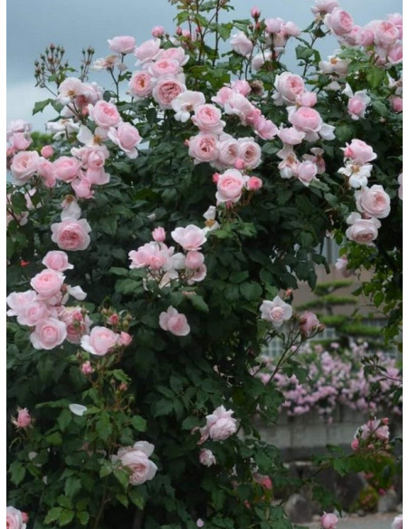 pnąca Róża NAHEMA