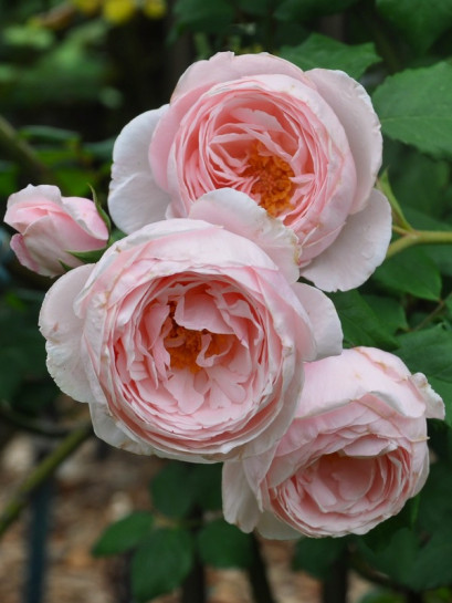 NAHEMA Róża pnąca