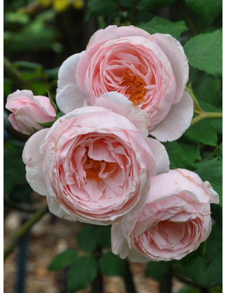 NAHEMA Róża pnąca