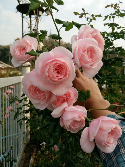 NAHEMA pnąca Róża