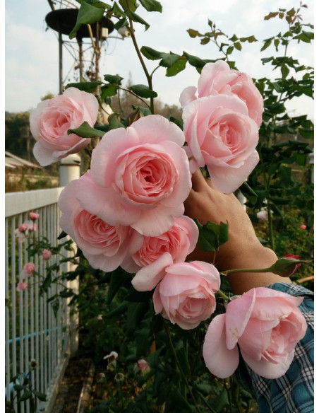 NAHEMA pnąca Róża