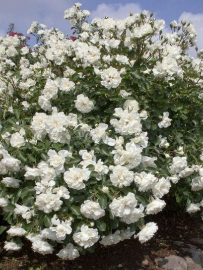 Róża okrywowa WHITE MEIDILAND