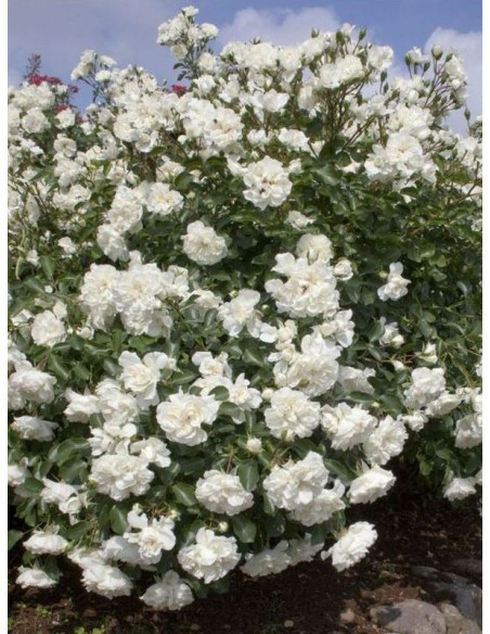 Róża okrywowa WHITE MEIDILAND