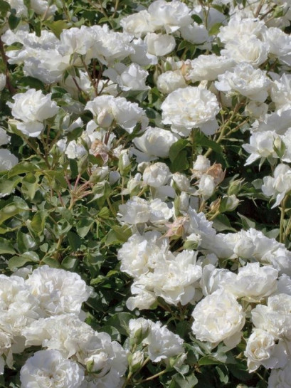 okrywowa Róża WHITE MEIDILAND