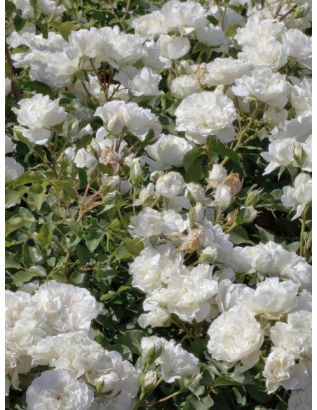 okrywowa Róża WHITE MEIDILAND