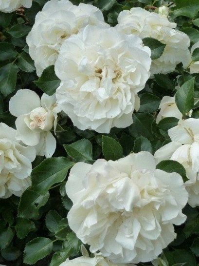 WHITE MEIDILAND Róża okrywowa