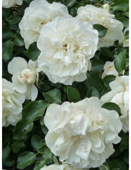 WHITE MEIDILAND Róża okrywowa