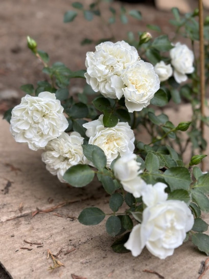 WHITE MEIDILAND okrywowa Róża