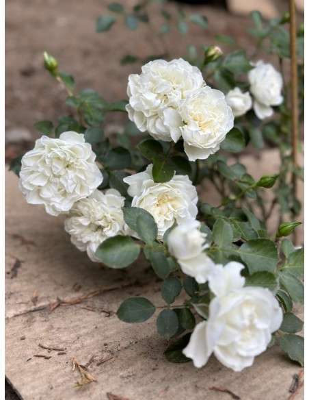 WHITE MEIDILAND okrywowa Róża