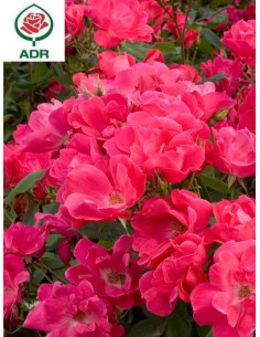 Róża rabatowa KNOCK OUT