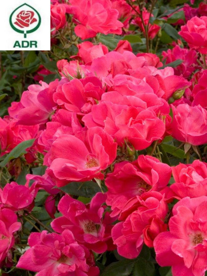 Róża rabatowa KNOCK OUT