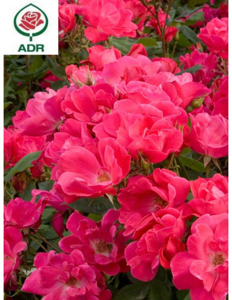 Róża rabatowa KNOCK OUT