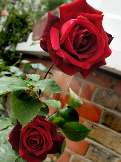 Papa Meilland pachnące róże wielkokwiatowe