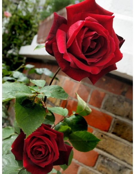 Papa Meilland pachnące róże wielkokwiatowe