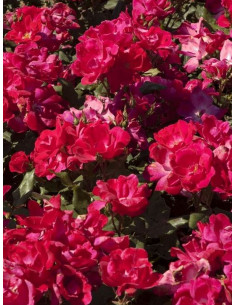 Róża rabatowa KNOCK OUT 2