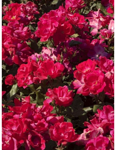 KNOCK OUT Róża rabatowa