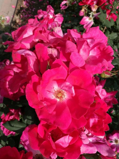 rabatowa Róża KNOCK OUT