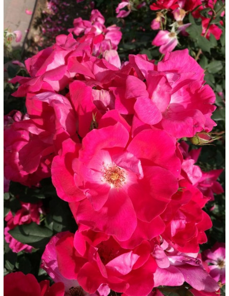 rabatowa Róża KNOCK OUT