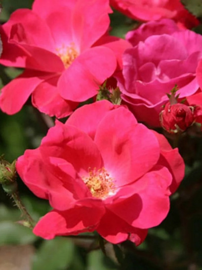 KNOCK OUT rabatowa Róża