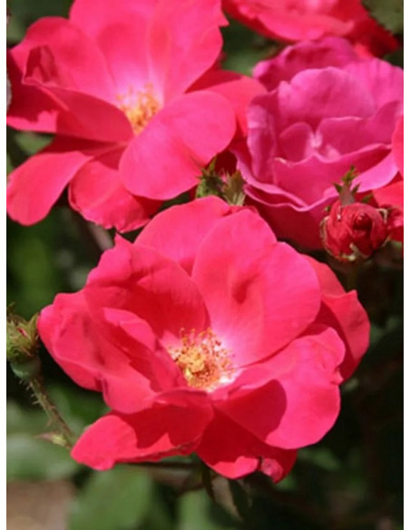 KNOCK OUT rabatowa Róża