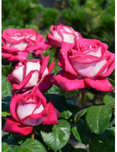 Róża wielkokwiatowa MONICA BELLUCCI 2