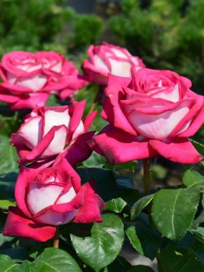 wielkokwiatowa Róża MONICA BELLUCCI