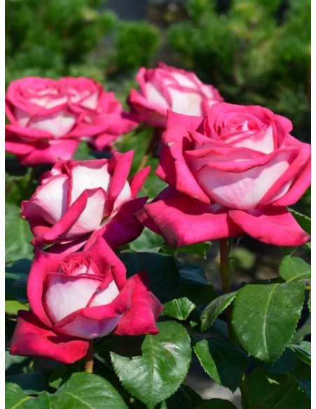 wielkokwiatowa Róża MONICA BELLUCCI