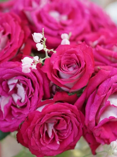 Róża wielkokwiatowa MONICA BELLUCCI