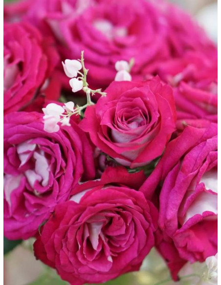 Róża wielkokwiatowa MONICA BELLUCCI