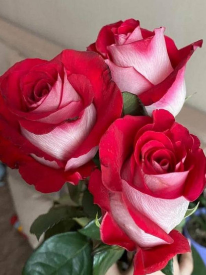 MONICA BELLUCCI Róża wielkokwiatowa