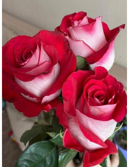 MONICA BELLUCCI Róża wielkokwiatowa