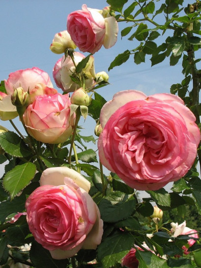 róże parkowe Eden Rose