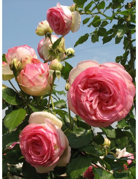 róże parkowe Eden Rose