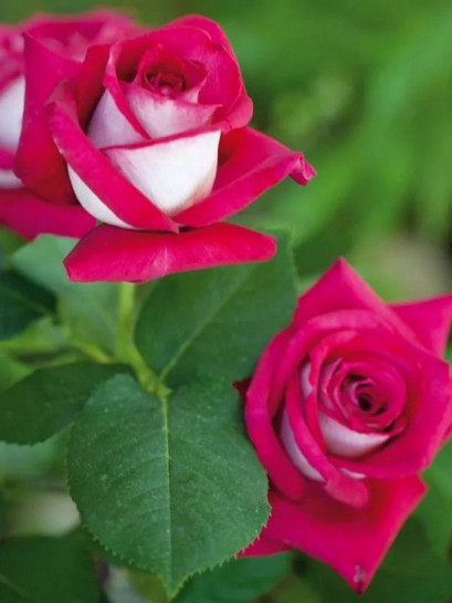 MONICA BELLUCCI wielkokwiatowa Róża