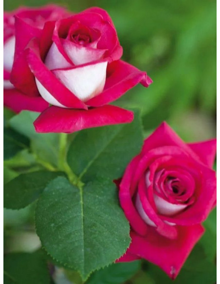 MONICA BELLUCCI wielkokwiatowa Róża