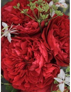 Róża wielkokwiatowa ALAIN SOUCHON 2