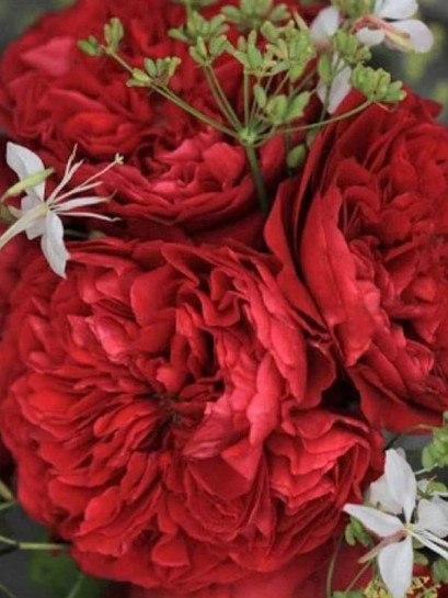 wielkokwiatowa Róża ALAIN SOUCHON