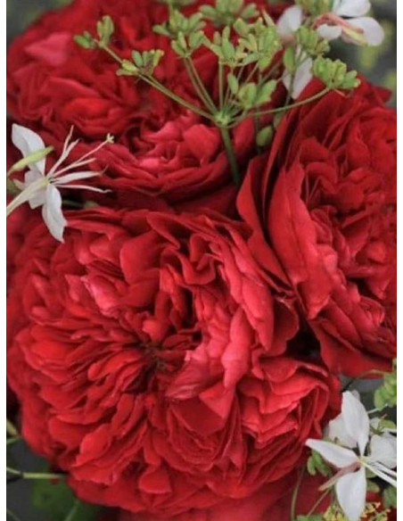 wielkokwiatowa Róża ALAIN SOUCHON