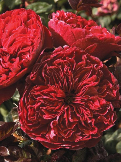 Róża wielkokwiatowa ALAIN SOUCHON