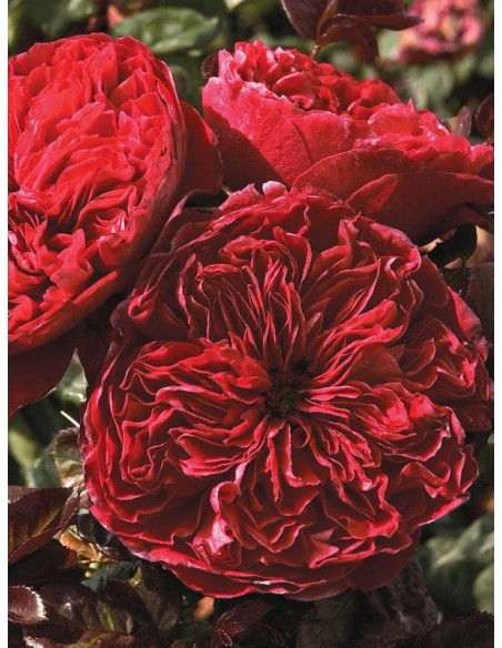 Róża wielkokwiatowa ALAIN SOUCHON