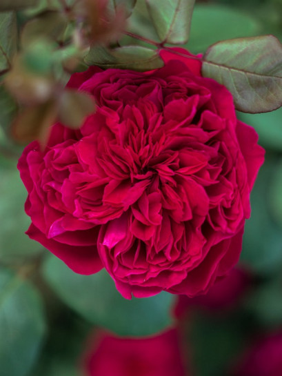 ALAIN SOUCHON Róża wielkokwiatowa