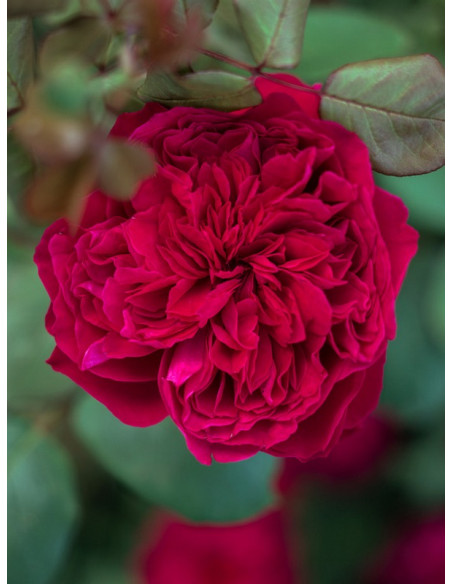 ALAIN SOUCHON Róża wielkokwiatowa