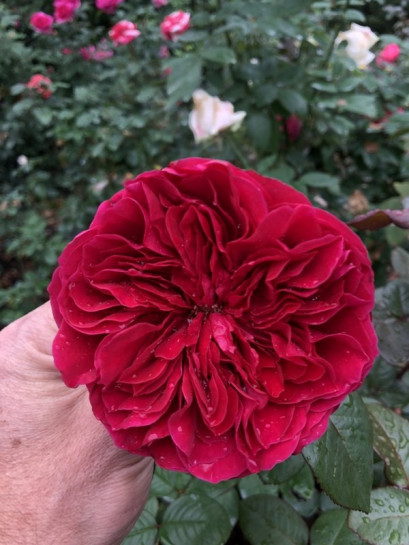 ALAIN SOUCHON wielkokwiatowa Róża