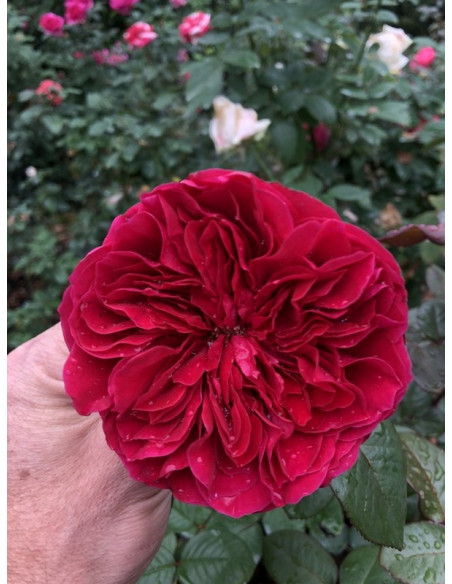 ALAIN SOUCHON wielkokwiatowa Róża