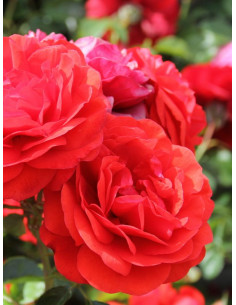 Róża rabatowa SCARLET BONICA