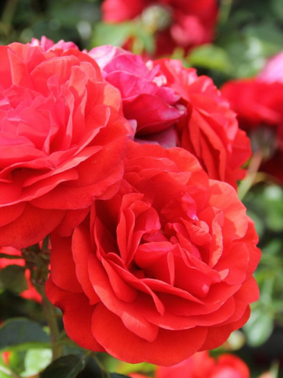 Róża rabatowa SCARLET BONICA