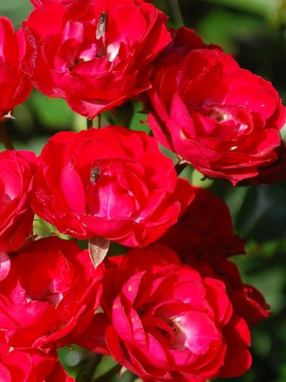 rabatowa Róża SCARLET BONICA