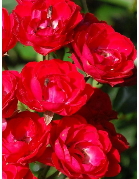 rabatowa Róża SCARLET BONICA