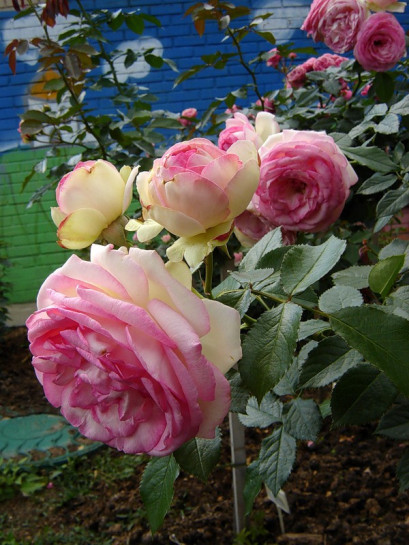 parkowe róże Eden Rose