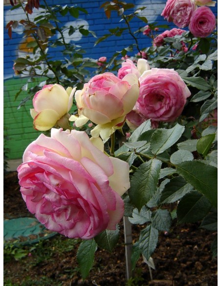 parkowe róże Eden Rose